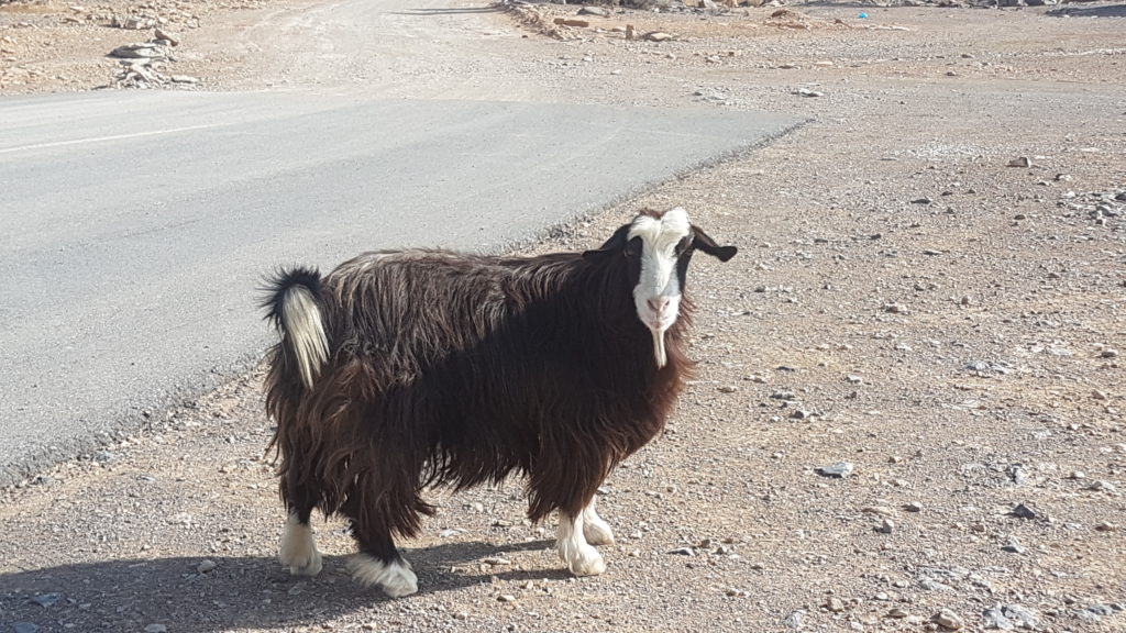 jebel shams trek