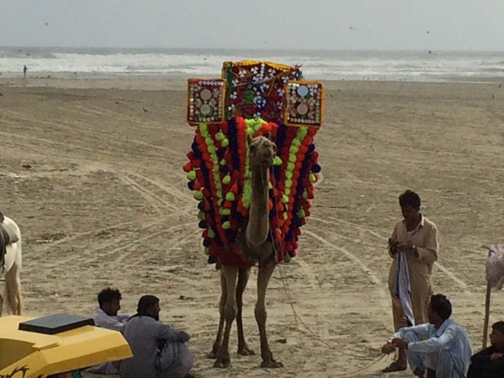 Camel at Clifton Beach Karachi