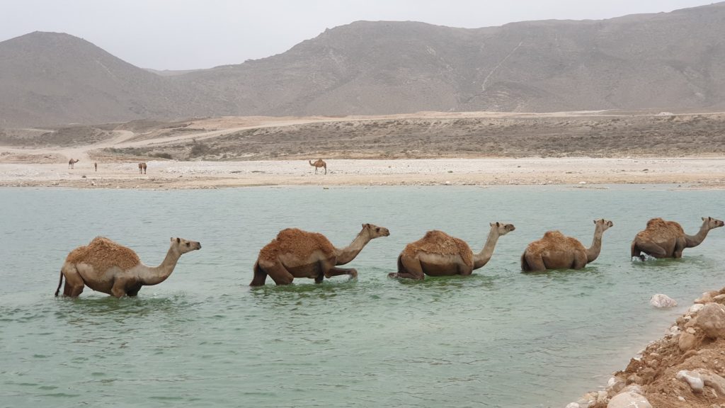 Camel at Mughsail Beach Oman