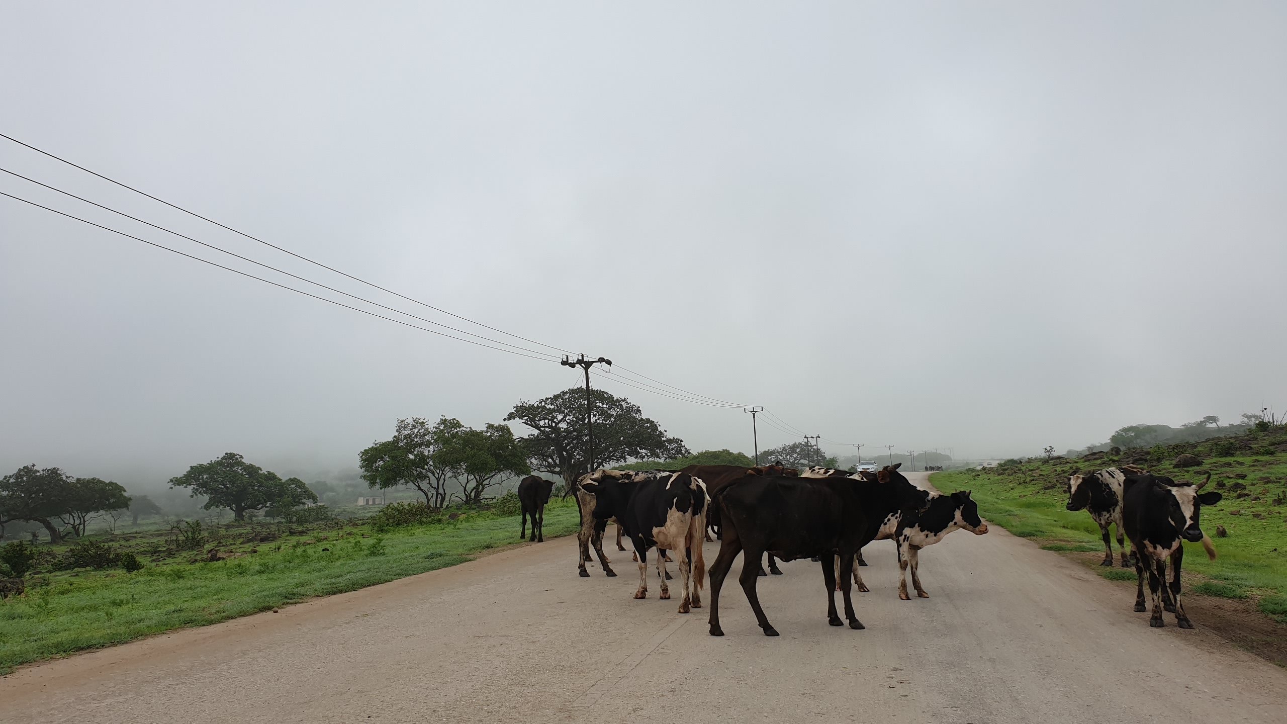 Cow crossing on the way to Jebel Samhan 